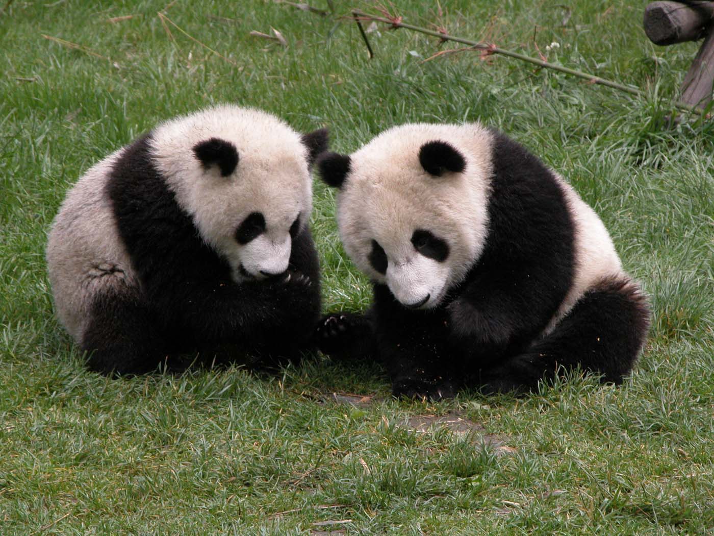 China-Chengdu-Pandas-2.jpg