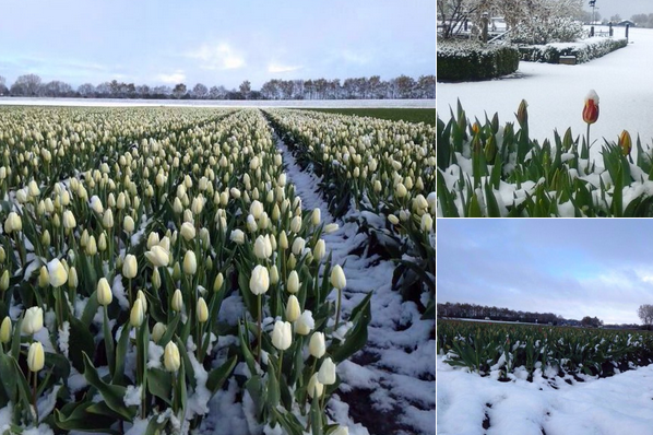 tulips-in-the-snow.png