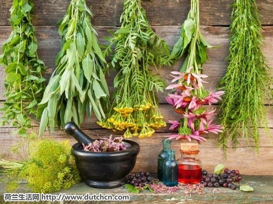 medicinal-herb-garden-600x450.jpg