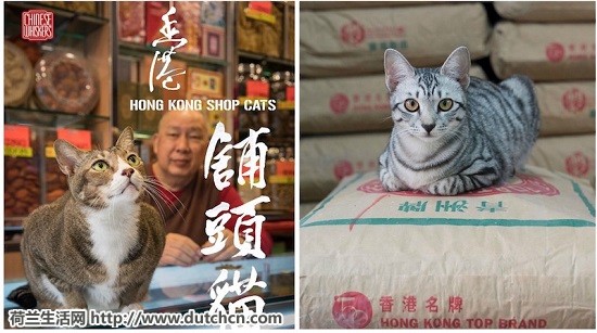 Hong-Kong-Cat5-1.jpg