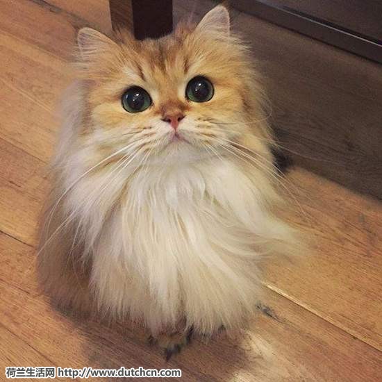 世界上最上镜的猫咪smoothie就住在荷兰的埃因霍芬哦