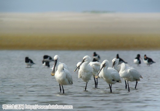 8038993749_408281c52b_b_Schiermonnikoog.jpg