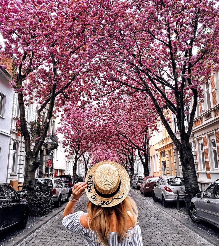 Cherry-Blossom-Avenue-Bonn-by-Polina.jpg
