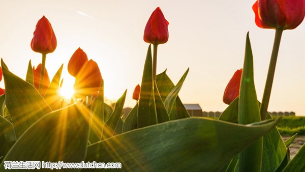 tulips_001.jpg