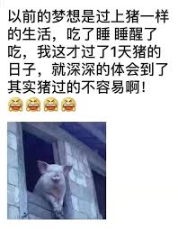 猪也不容易.png