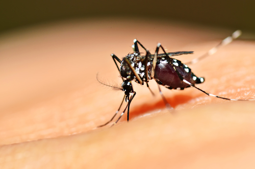 aedes-mosquito-zika.jpg
