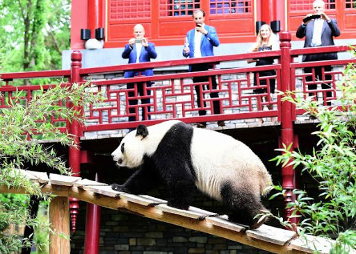 荷兰熊猫.jpg