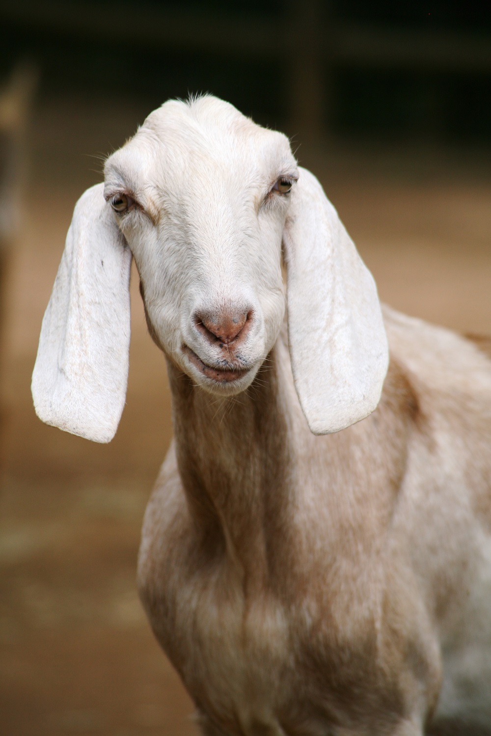 goat-58914.jpg