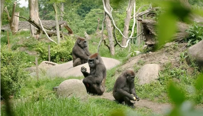 荷兰动物园大猩猩和狮子确诊，初步怀疑是无症状员工感染了它们