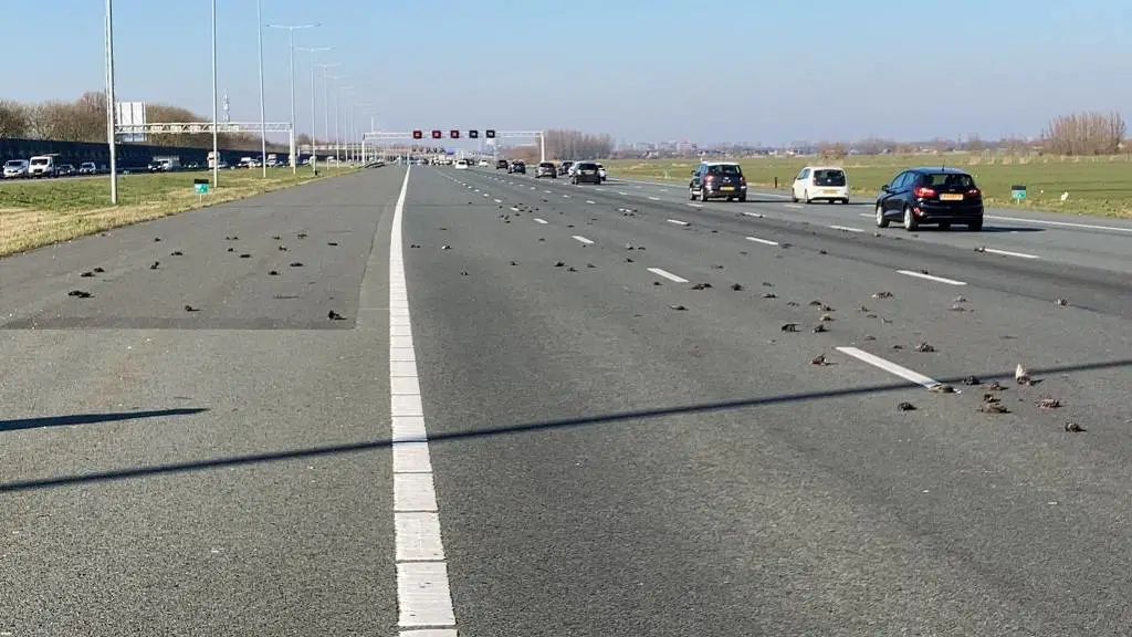 数十只鸟在荷兰高速公路集体死亡，专家已排除禽流感可能