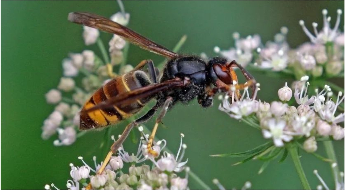 吃蜜蜂为生？荷兰四个省发现亚洲大黄蜂，属于欧盟有害物种