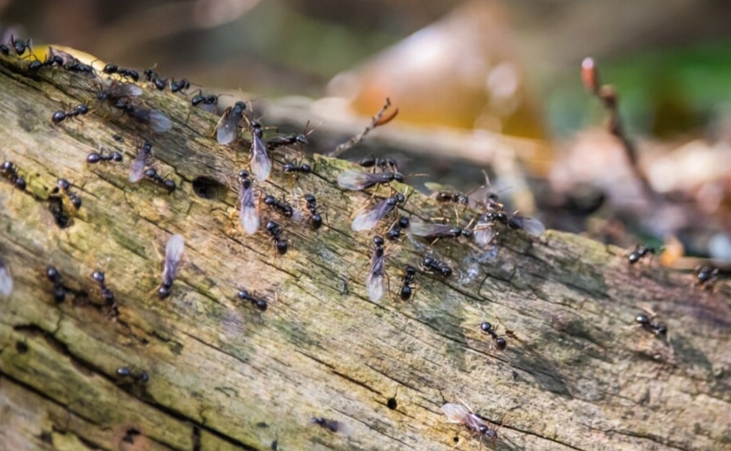 密集恐惧症慎入！无数蚂蚁在荷兰空中乱飞，这是怎么回事？