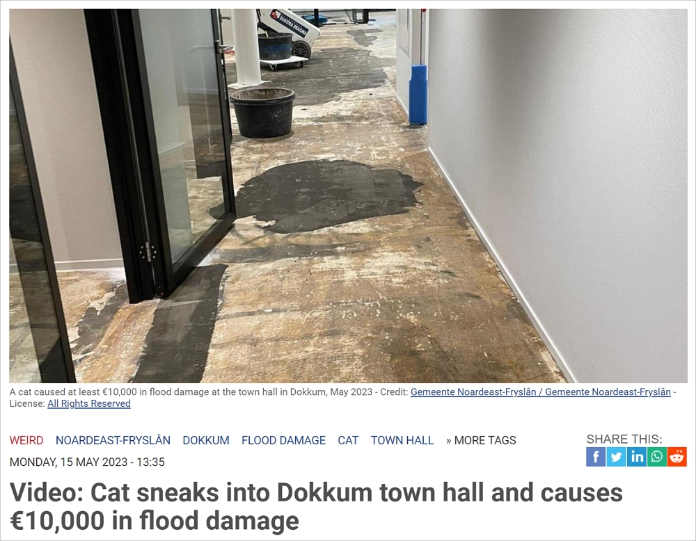 猫主子整了个幺蛾子？荷兰市政厅被"水浸"，直接损失上万欧元