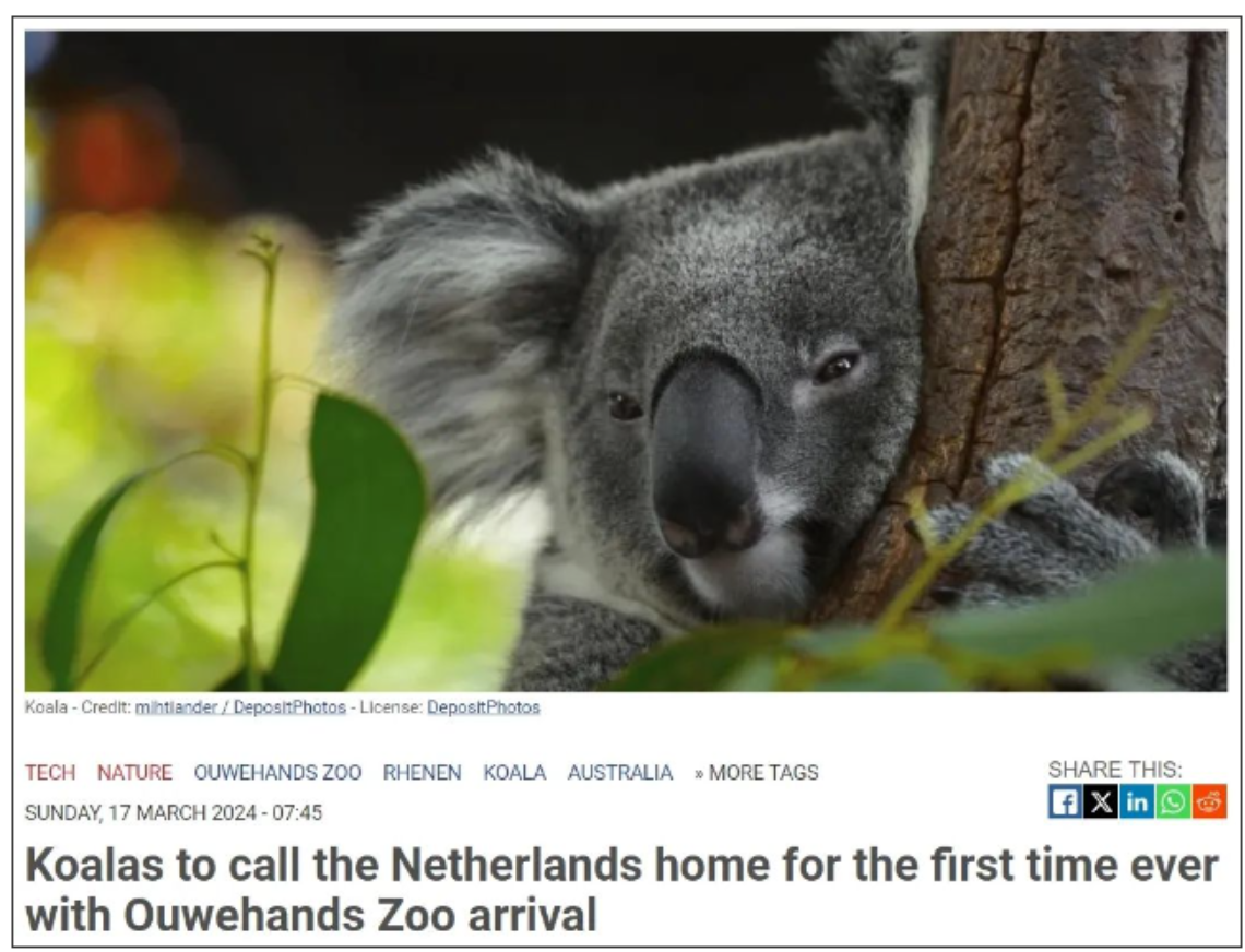 荷兰首个考拉馆将对外开放，跟中国大熊猫住在同一个动物园