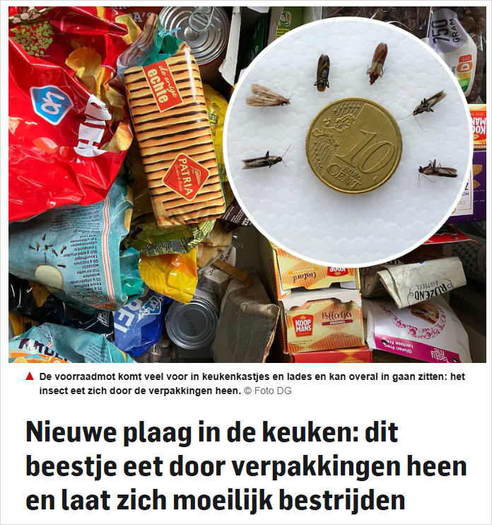 崩溃！这种虫子在荷兰越来越多，专吃食物，连塑料都能啃穿