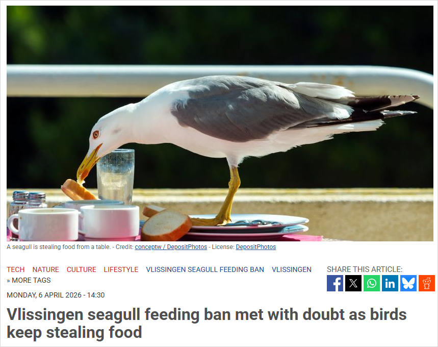 炸薯条和雪糕瞬间被抢！荷兰海鸥太猛，终于出禁令，但是…