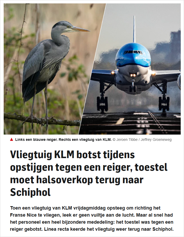 紧急返航！荷航航班起飞后15分钟遭遇撞击，居然是一只鸟…