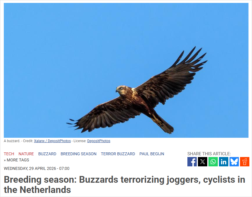 在荷兰跑步骑车的注意了！“恶霸鸟”出没，已进入疯狂护崽模式