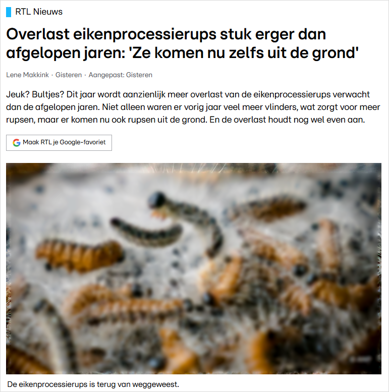 荷兰人最怕“毒毛虫”卷土重来！皮肤一碰就发痒，要怎么预防？