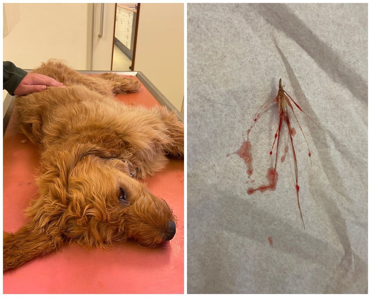 荷兰皇家犬只保护协会呼吁各市政府：重视并解决草芒对狗狗造成的伤害